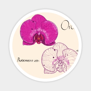 Orchid (Phalaenopsis sp) flower illustration Magnet